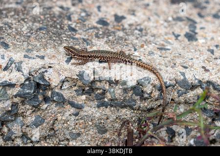 A Common wall lizard (Podarcis muralis) warming itself on sun baked rock. Stock Photo