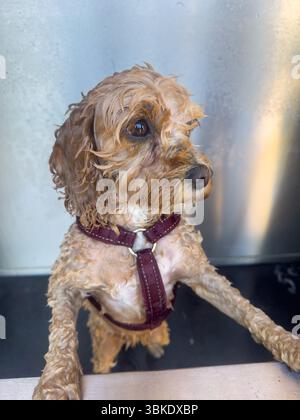 10 MAY 2025 - Cambridge, UK - A small puppy dog looking wet after having been washed in the bath shower. Stock Photo