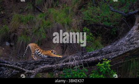 Bengal tiger stretches on a fallen tree in Corbett National Park, India. Captured in natural habitat, showcasing big cat behavior and wild elegance. Stock Photo