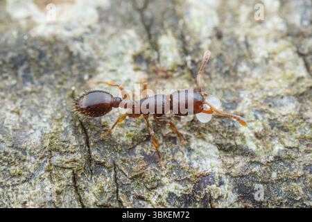 A Schaum's Acorn Ant (Temnothorax schaumii) worker relocates eggs from its colony. Stock Photo