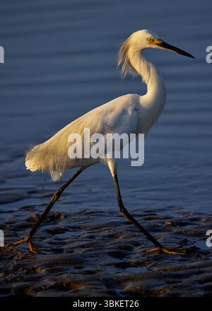 Snowy Egret walking on a coastal mudflat at golden hour, feathers glowing in warm light against a calm blue water background. Stock Photo