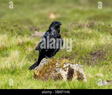 Common Raven ( Corvus Corax) perched on a rock, Quiraung, Isle of Skye, Scotland, UK. Stock Photo