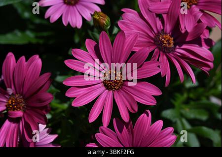 Macro shot of vibrant purple-pink daisies with yellow pollen in sunlight. Sharp floral details on dark green background. Natural summer vibe. Stock Photo