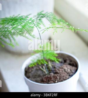 An indoor asparagus plant stands in a pot on a windowsill Stock Photo