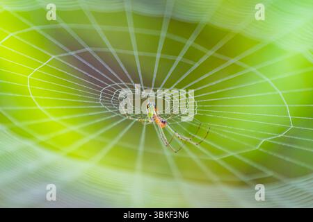 Macro shot of a garden spider resting on its web. The image captures intricate web details and the spider’s body in sharp focus, perfect for nature an Stock Photo