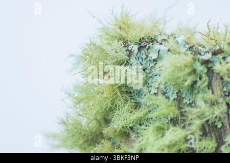 Tip of a dry tree stump covered in moss on a cold morning. The soft green hues and blurred background create a peaceful, nature-inspired composition. Stock Photo