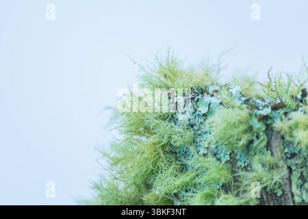 Close-up of soft green moss growing on tree bark with a blurred forest background. Ideal for use as a serene and natural wallpaper. Stock Photo