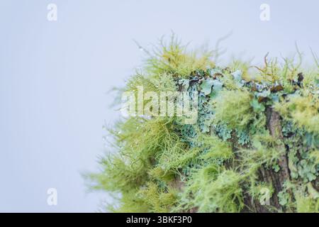 Close-up of moss on tree bark covered with tiny mist droplets on a cloudy forest morning. A soft, natural background enhances its use as a calming wal Stock Photo