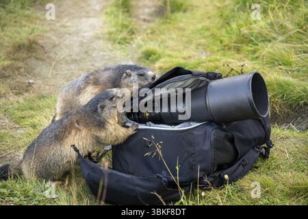 Alpine marmot (Marmota marmota) in autumn, curiously looking into a camera backpack, a nature photographer's telephoto lens lying loosely on it, Gross Stock Photo