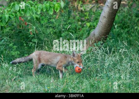 UK weather, 20 June 2025: The summer solstice makes for the longest evening of the year for a family of fox cubs to play in a garden in Clapham, south London. Favourite toys include a ball and a shoe but chasing and play-fighting with each other is also good. Credit: Anna Watson/Ģ����ý Live News Stock Photo