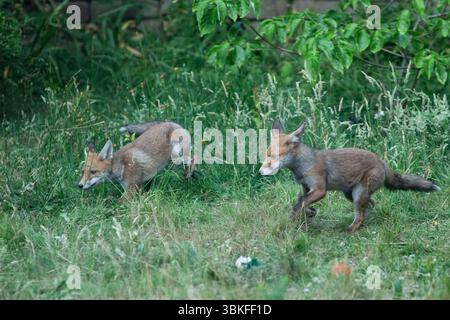 UK weather, 20 June 2025: The summer solstice makes for the longest evening of the year for a family of fox cubs to play in a garden in Clapham, south London. Favourite toys include a ball and a shoe but chasing and play-fighting with each other is also good. Credit: Anna Watson/Ģ����ý Live News Stock Photo