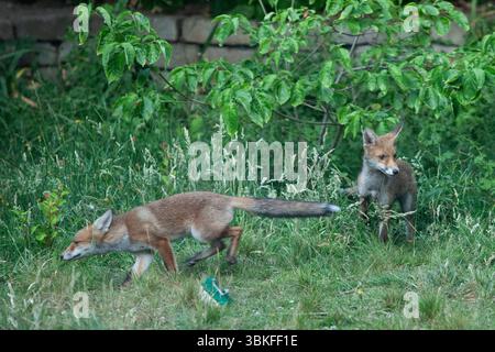 UK weather, 20 June 2025: The summer solstice makes for the longest evening of the year for a family of fox cubs to play in a garden in Clapham, south London. Favourite toys include a ball and a shoe but chasing and play-fighting with each other is also good. Credit: Anna Watson/Ģ����ý Live News Stock Photo
