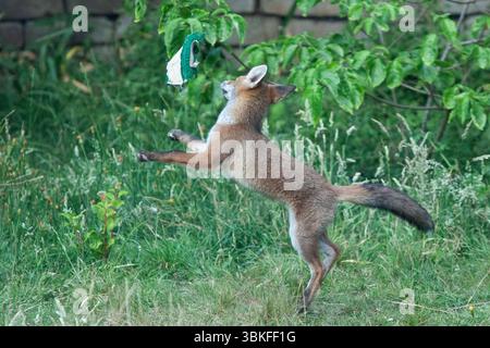 UK weather, 20 June 2025: The summer solstice makes for the longest evening of the year for a family of fox cubs to play in a garden in Clapham, south London. Favourite toys include a ball and a shoe but chasing and play-fighting with each other is also good. Credit: Anna Watson/Ģ����ý Live News Stock Photo