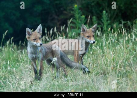 UK weather, 20 June 2025: The summer solstice makes for the longest evening of the year for a family of fox cubs to play in a garden in Clapham, south London. Favourite toys include a ball and a shoe but chasing and play-fighting with each other is also good. Credit: Anna Watson/Ģ����ý Live News Stock Photo