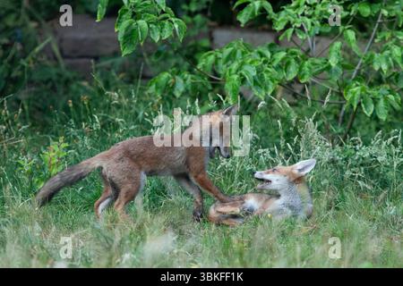 UK weather, 20 June 2025: The summer solstice makes for the longest evening of the year for a family of fox cubs to play in a garden in Clapham, south London. Favourite toys include a ball and a shoe but chasing and play-fighting with each other is also good. Credit: Anna Watson/Ģ����ý Live News Stock Photo