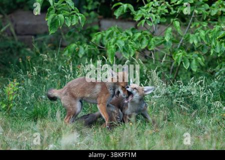 UK weather, 20 June 2025: The summer solstice makes for the longest evening of the year for a family of fox cubs to play in a garden in Clapham, south London. Favourite toys include a ball and a shoe but chasing and play-fighting with each other is also good. Credit: Anna Watson/Ģ����ý Live News Stock Photo