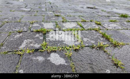 Grass growing between cobblestones in a wet environment Stock Photo