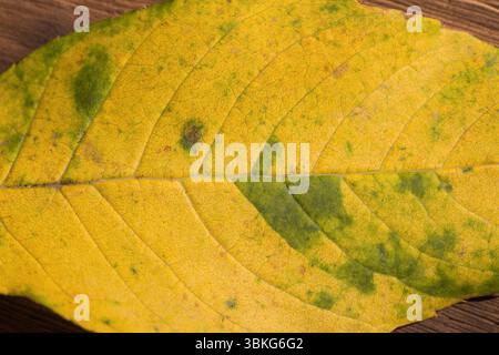 Yellow leaf with green patches and veins is lying flat on wooden surface in vector illustration Stock Photo