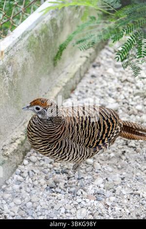 Close-up of Lady Amherst's Pheasant in the zoo Stock Photo