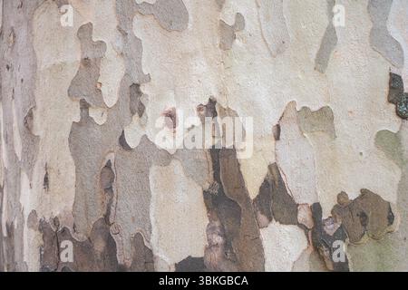 Close-up of the tree bark texture with a camouflage pattern on an Maple tree trunk. Stock Photo