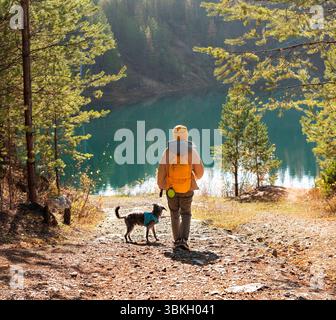 Young tourist woman with yellow backpack walking with mixed breed Bedlington Whippet dog in blue harness near lake against autumn pine forest pet adop Stock Photo