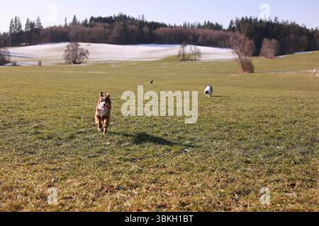 A dog is running in a field with two sheep in the background Stock Photo