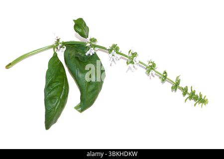 Branch of basil plant Ocimum basilicum flowering white flowers isolated on white background Stock Photo