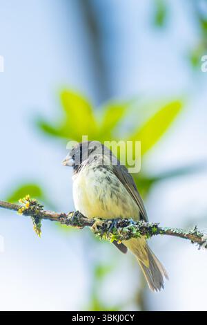 Variable Seedeater (Sporophila aurita) perched on a mossy branch with a soft green background. A vibrant tropical bird found in Central and South Amer Stock Photo