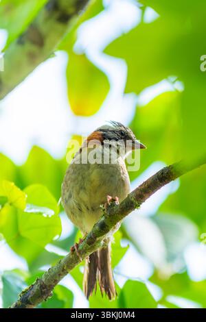 Rufous-collared Sparrow (Zonotrichia capensis) perched on branches in a close-up shot. Soft, blurred background highlights its distinctive crest and e Stock Photo