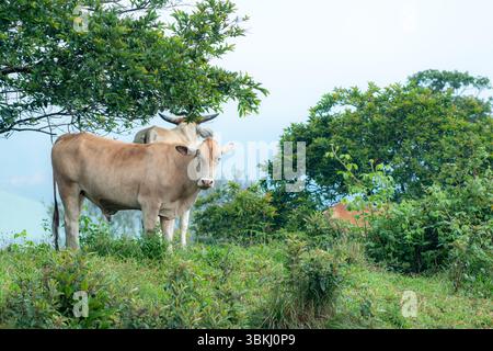 Cattle graze peacefully on a misty hillside during a cold morning. A guava tree stands to one side, completing the tranquil rural landscape under soft Stock Photo