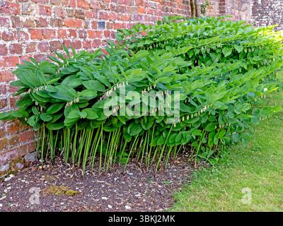 Bleeding heart Dicentra flowering in a garden Stock Photo