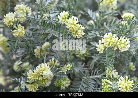 Pale yellow spring flowers and glaucous dissected foliage of Anthyllis barba-jovis La Seyne-sur-Mer, France Stock Photo