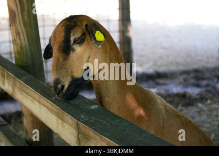Goat in a pen on a farm. Stock Photo