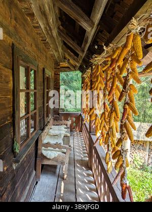 Dry corn cobs hang on a rope. Stocks of grain feed for poultry in the ...