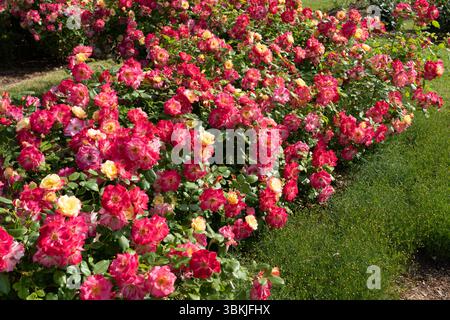 Rose Campfire (Rosa 'CA 29') flowers growing in the garden. Canada. Stock Photo