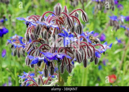 Borage plant with blue flowers and bee on a summer meadow, Colourful flower meadow, Schwaebisch Gmuend, Baden-Wuerttemberg, Germany, Europe Stock Photo