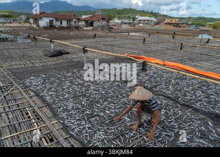 Bima, 23 Nov 2021: A fisherman in Bima, West Nusa Tenggara, carefully arranges small fish on drying racks, preserving traditional coastal livelihoods Stock Photo
