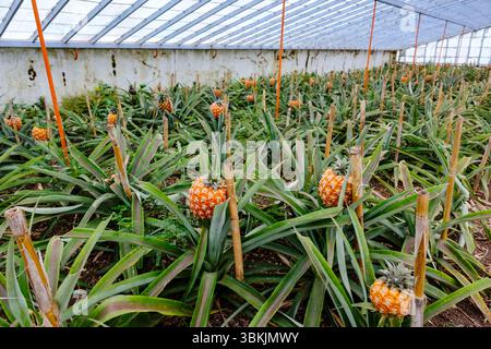 Arruda pineapple farm plantation greenhouse, ripe ananas comosus, cayenne variety, Ponta Delgada, São Miguel Island, Azores Archipelago, Portugal Stock Photo