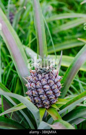 Pineapple farm plantation greenhouse, ananas comosus baby fruit, cayenne variety, Ponta Delgada, São Miguel Island, Azores Archipelago, Portuga Stock Photo