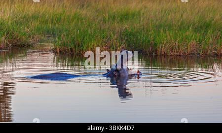 A hippopotamus (Hippopotamus amphibius) makes a threat display  of the Okavango Delta a UNESCO world heritage site  - Botswana Stock Photo