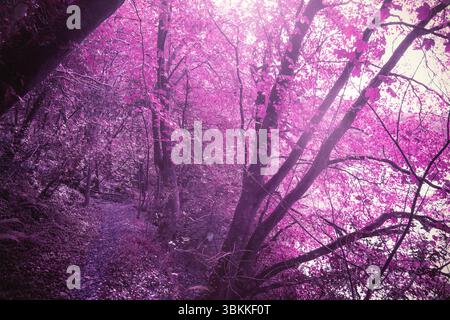 Flat art showing tall deciduous trees with magenta-pink leaves filtering sunlight onto winding path Stock Photo