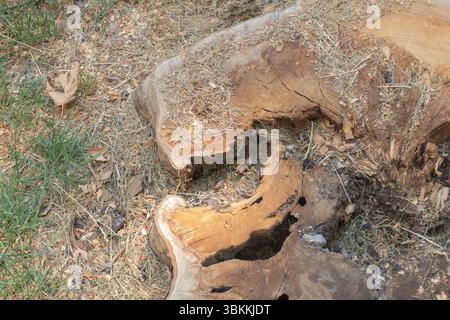 The bottom of the tree stump has been cut off, and there is an opening in it that can be seen from above Stock Photo