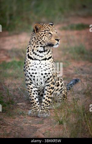 Leopard Portrait, Etosha National park Namibia Stock Photo - Alamy