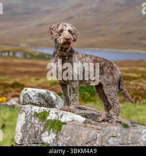 chocolate brown labradoodle. standing on a hill in Scotland Stock Photo