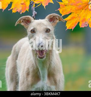 lurcher dog in autumn leaves Stock Photo