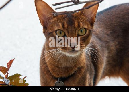 Portrait of a young Abyssinian shorthair cat found on the street on a clear sunny day. Pets on a walk Stock Photo