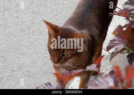Portrait of a young Abyssinian shorthair cat found on the street on a clear sunny day. Pets on a walk Stock Photo