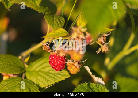 Close-up of Ripe Rubus idaeus – Wild Raspberry Fruits Stock Photo