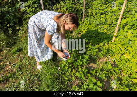 Woman Picking Strawberries into a White Bowl in the Garden Stock Photo