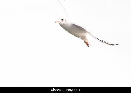 High-key image of a gull in mid-flight against a bright white sky. The bird is captured at an angle, giving the shot an abstract, minimalist feel. Stock Photo